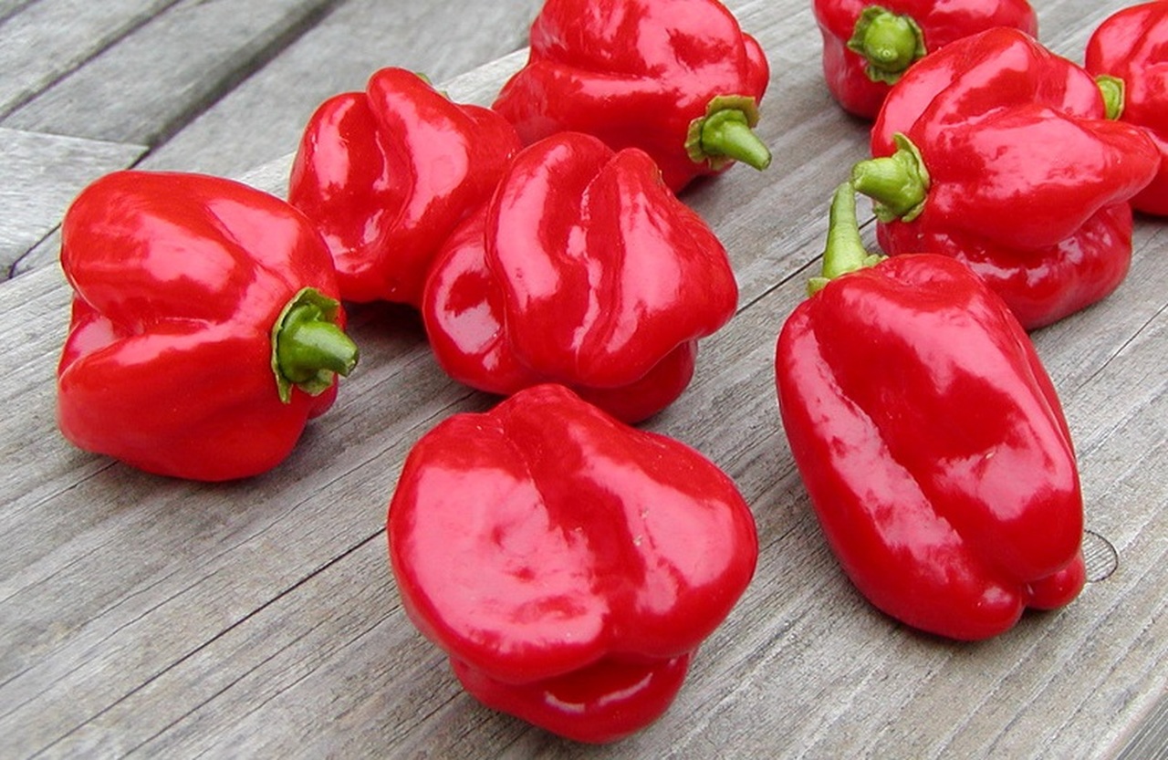 Caribbean Red Habanero - Pepper Pthursday