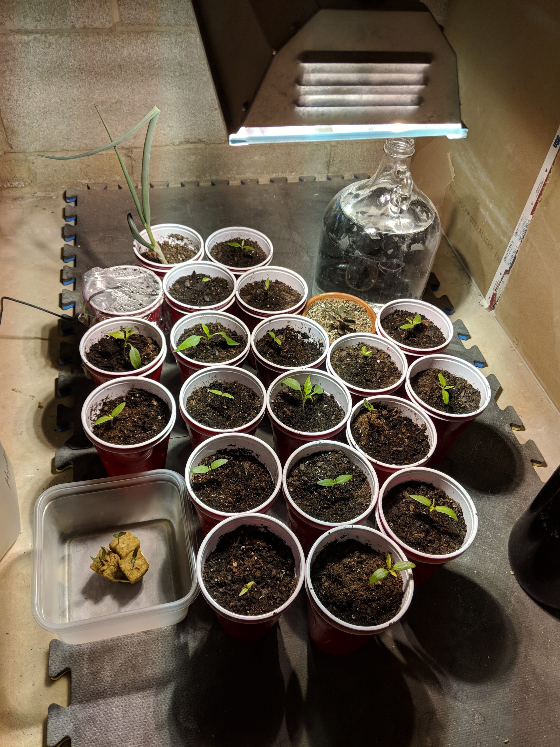 Growing Peppers: Transplanting For Space