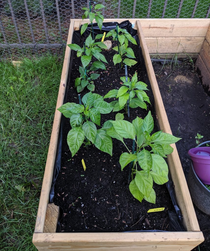 Fatalii, Chocolate Habanero, Brain Strain Yellow plants from Chileplants.com growing well at Fartley Farms
