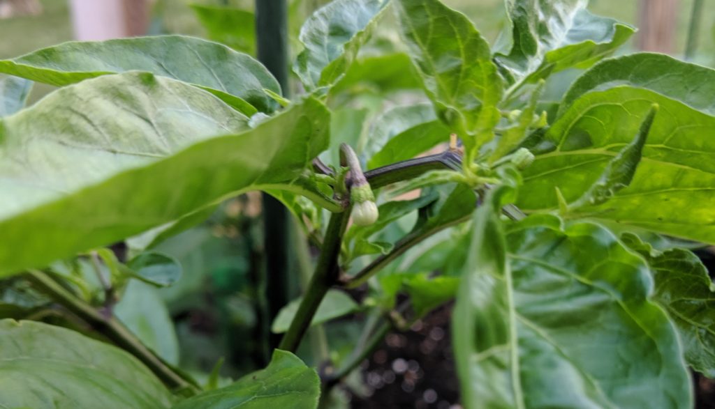 Habanada starting to bloom at Fartley Farms