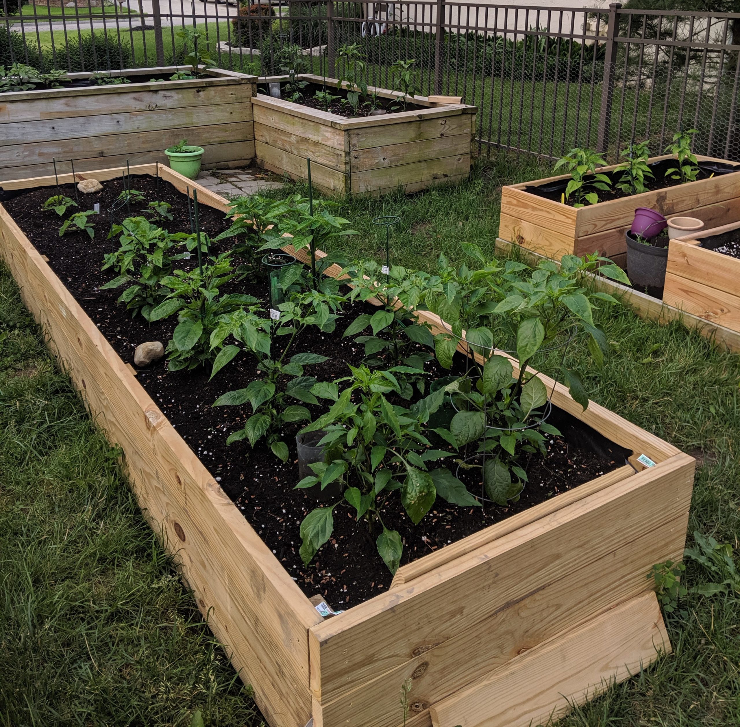 Week 2, 2019 - Pepper Growth Update